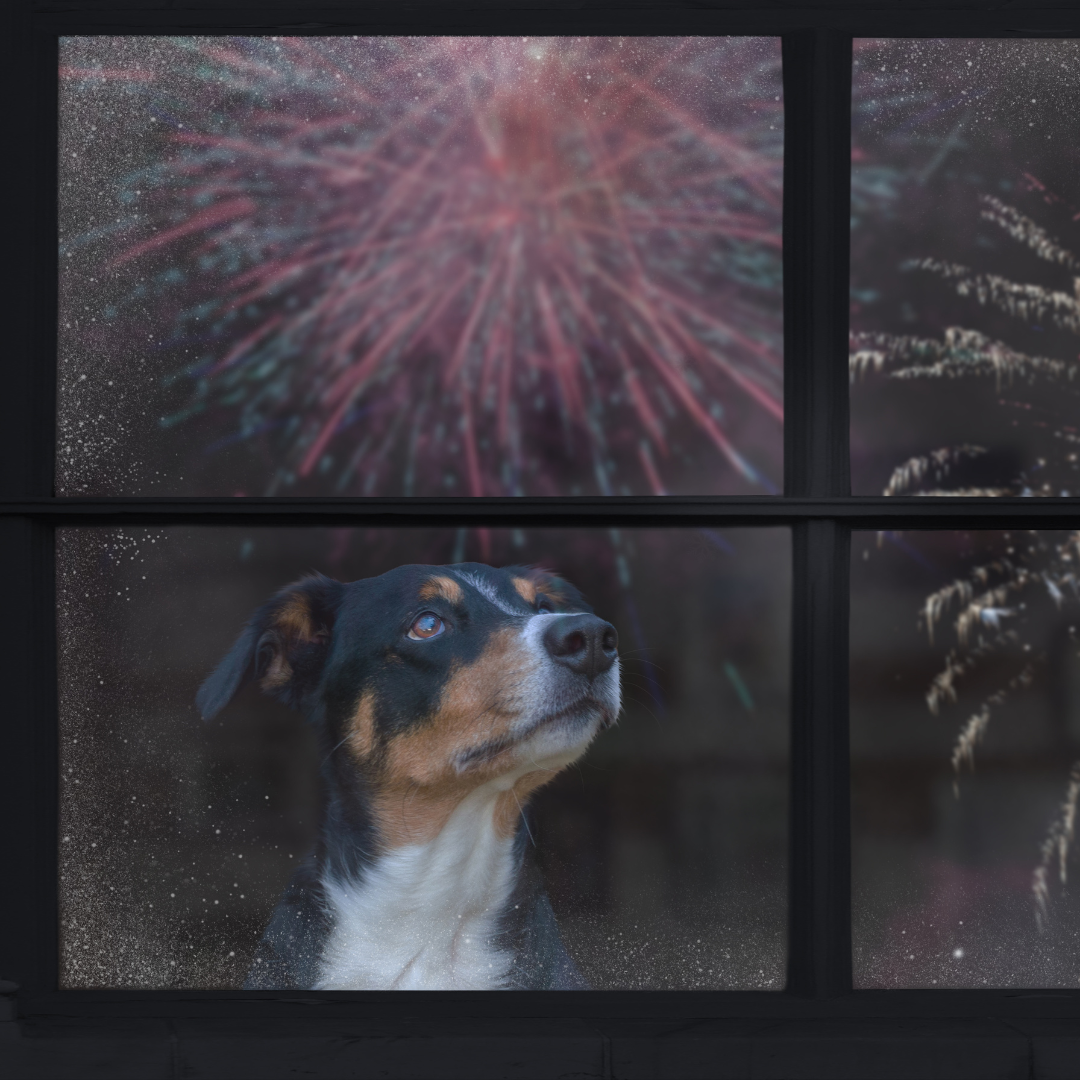 ¡Despide el año con calma! Consejos para tranquilizar a tu mascota durante los fuegos artificiales