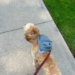 Backpack for Dog Harness