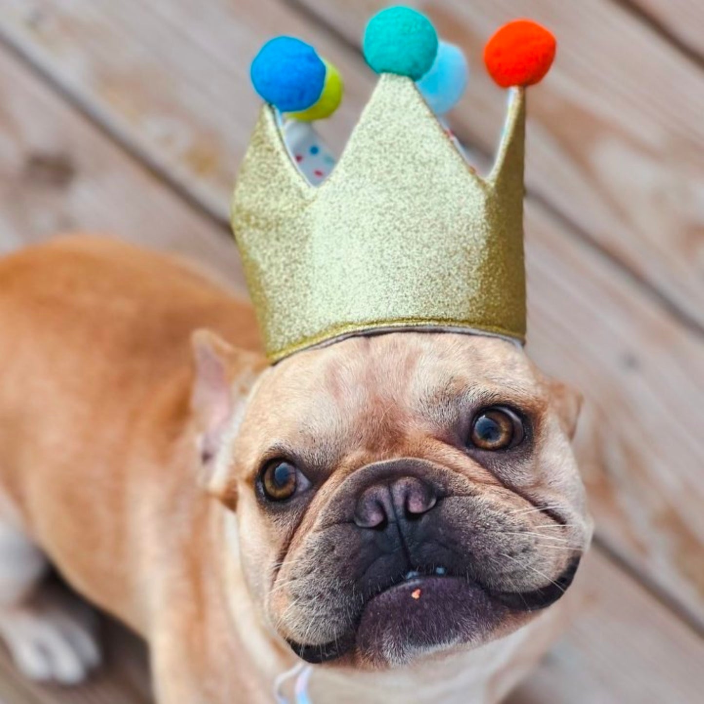 Birthday Crown Dog Hat