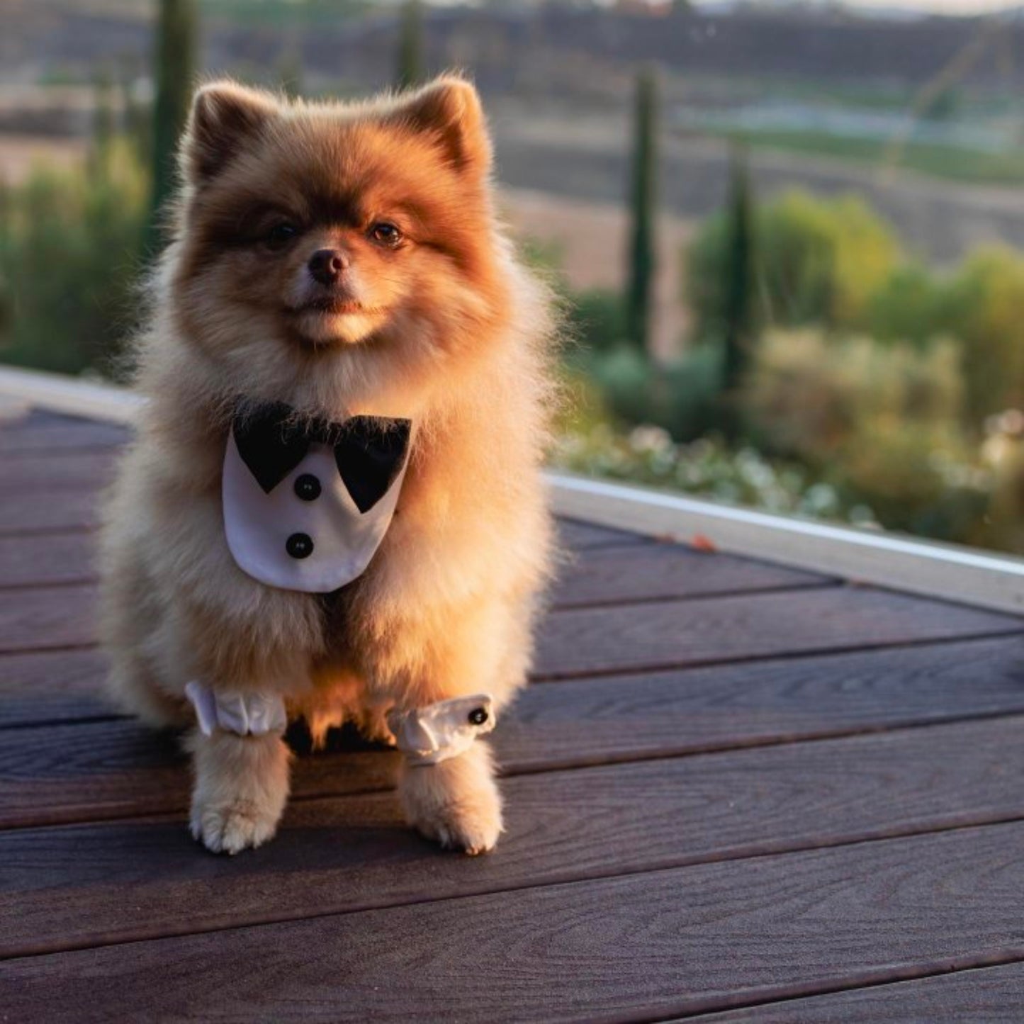 Pet Wedding Suit