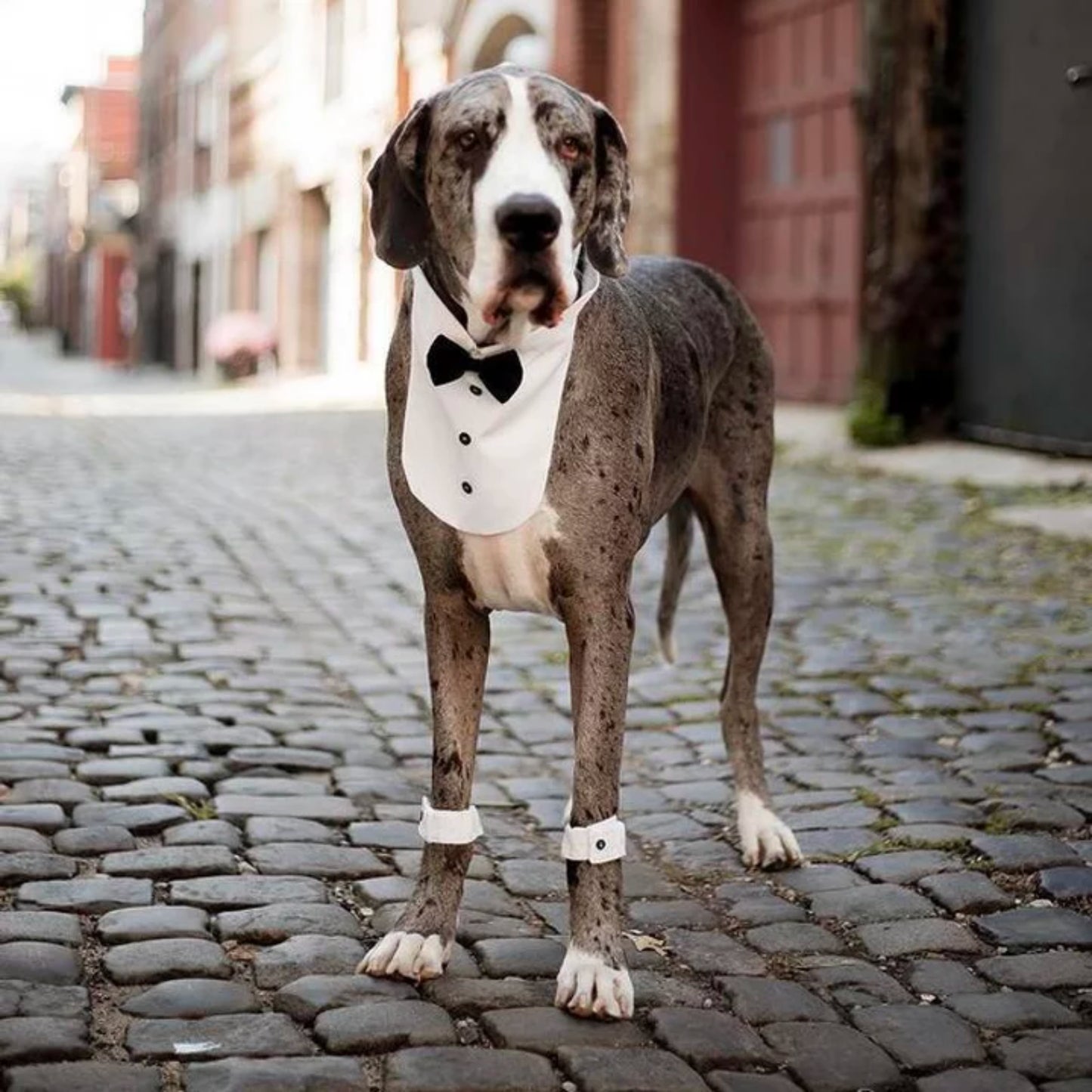 Pet Wedding Suit